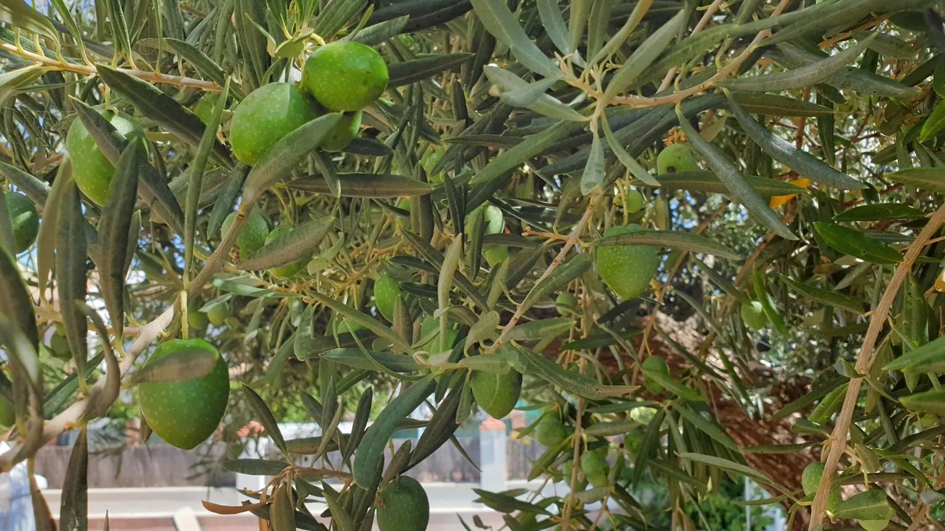 Alojamiento El Olivo Ronda